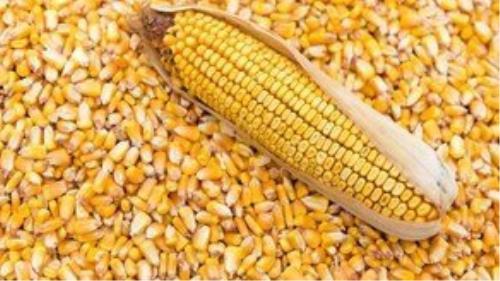 ۵۰۰۰ تن ذرت آلوده شد!
