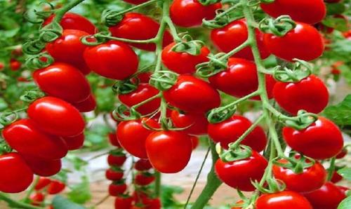 افزایش عوارض صادرات گوجه فرنگی از صفر به ۶۰۰۰ تومان