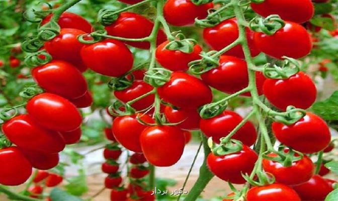 افزایش عوارض صادرات گوجه فرنگی از صفر به ۶۰۰۰ تومان